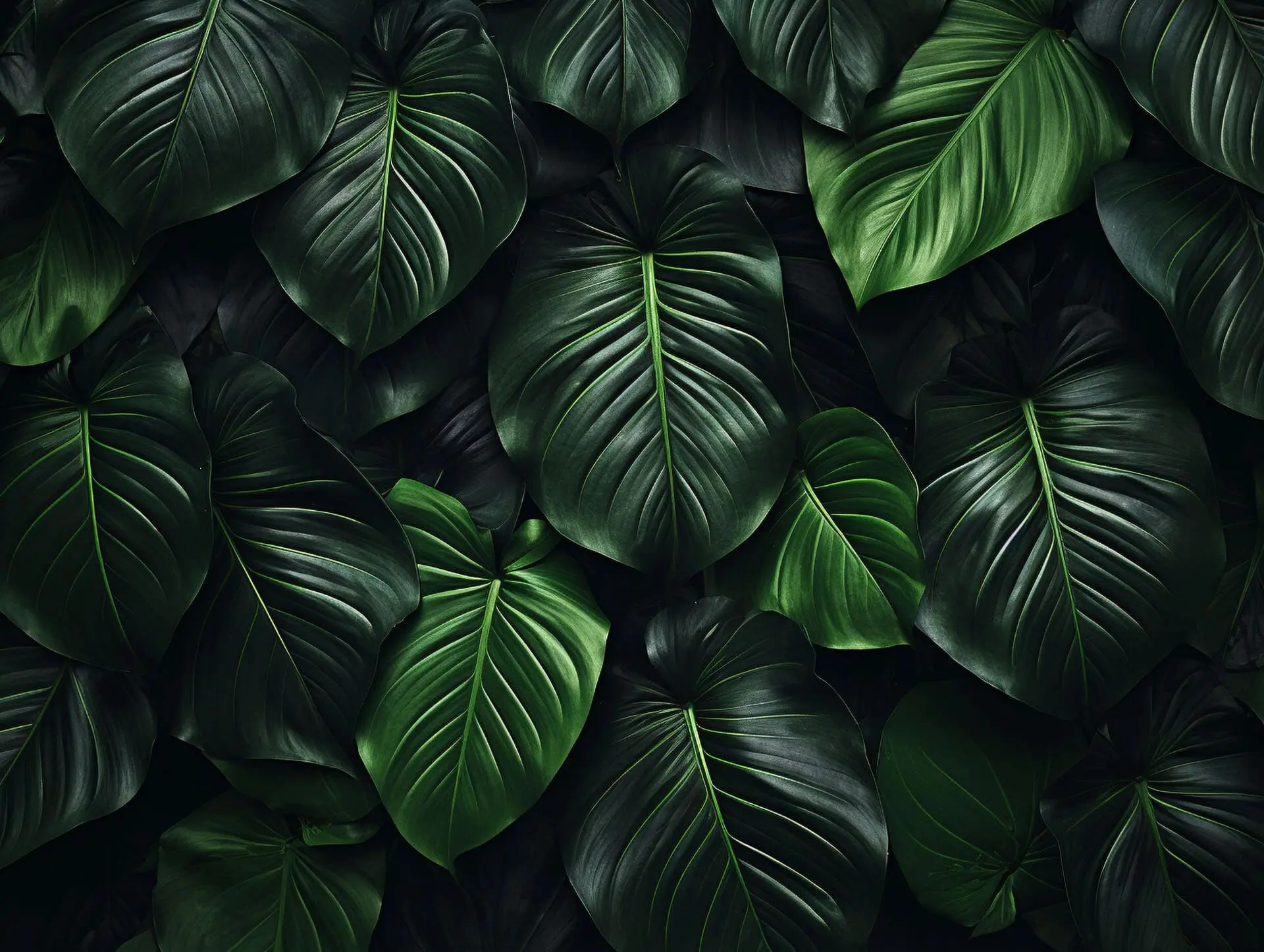 junglebg.jpg